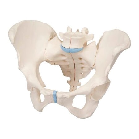 Fabrication Enterprises 3B Anatomical Model - Female Pelvis, 3-Part 976265